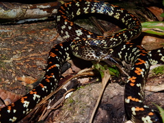 Siphlophis cervinus