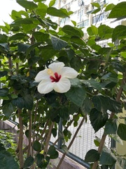 Hibiscus rosa-sinensis