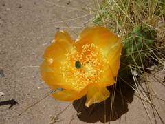 Airampoa ayrampo
