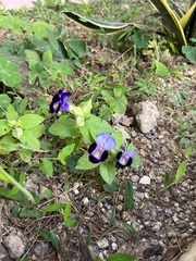 Torenia fournieri
