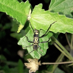 Neoclytus pusillus