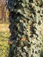 Hedera helix