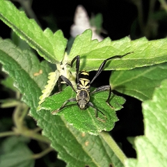 Neoclytus pusillus
