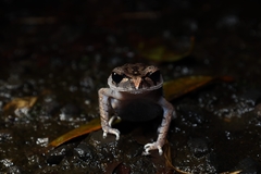 Leptobrachium hasseltii