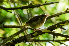 Phoenicurus phoenicurus