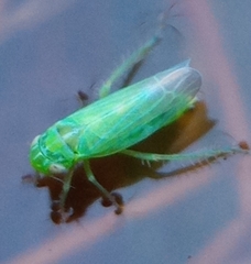 Chlorita