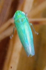 Chlorita