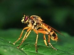 Smeryngolaphria