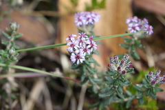 Linochilus phylicoides