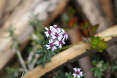 Linochilus phylicoides