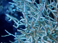 Melithaea rubrinodis
