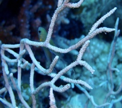 Melithaea rubrinodis