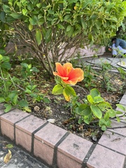 Hibiscus rosa-sinensis