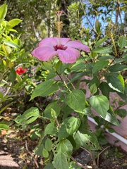 Hibiscus rosa-sinensis