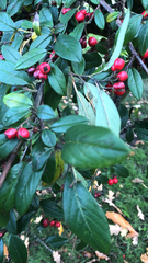 Cotoneaster