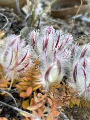 Ptilotus declinatus