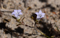 Microcodon glomeratus