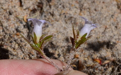 Microcodon glomeratus