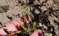Microcodon glomeratus