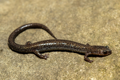 Plethodon hoffmani