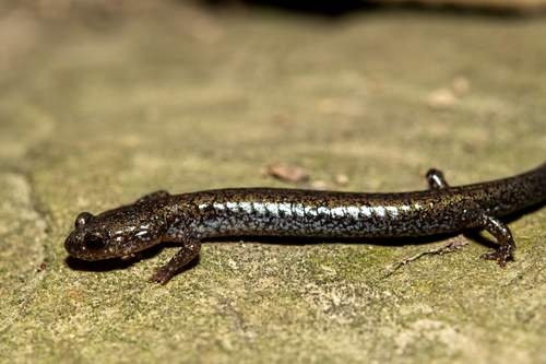 Valley and Ridge Salamander, Plethodon hoffmani