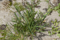 Poa alpina vivipara