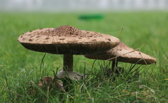 Macrolepiota procera