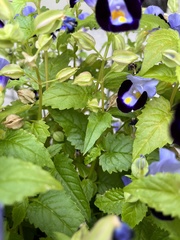 Torenia fournieri