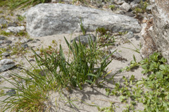 Poa alpina vivipara