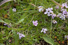 Silene acaulis exscapa
