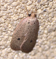 Euprionocera geminipuncta