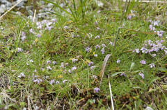 Silene acaulis exscapa