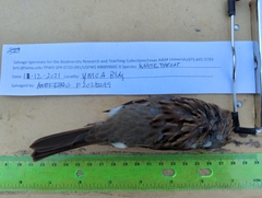 Zonotrichia albicollis