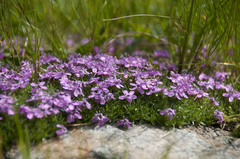 Silene acaulis exscapa