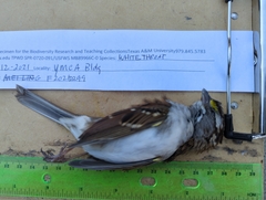 Zonotrichia albicollis