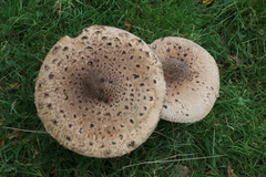 Macrolepiota procera