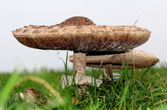 Macrolepiota procera