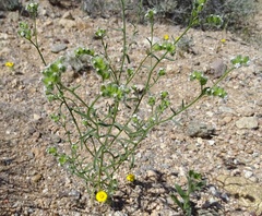 Cryptantha pterocarya