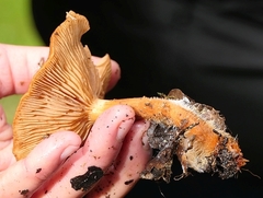 Lactarius atlanticus