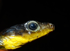 Chironius multiventris