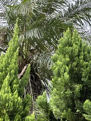 Pterorhinus perspicillatus