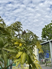 Pterorhinus perspicillatus