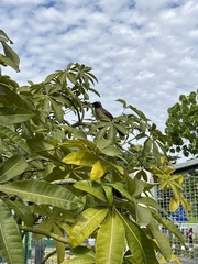 Pterorhinus perspicillatus