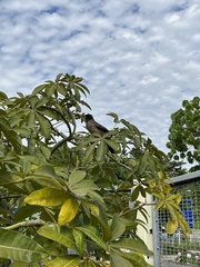 Pterorhinus perspicillatus