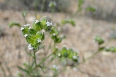 Cryptantha pterocarya