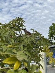 Pterorhinus perspicillatus