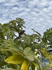 Pterorhinus perspicillatus
