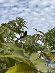 Pterorhinus perspicillatus