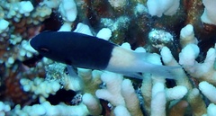 Pycnochromis dimidiatus