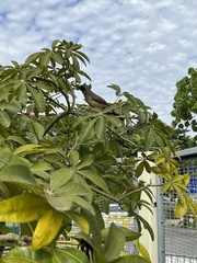 Pterorhinus perspicillatus